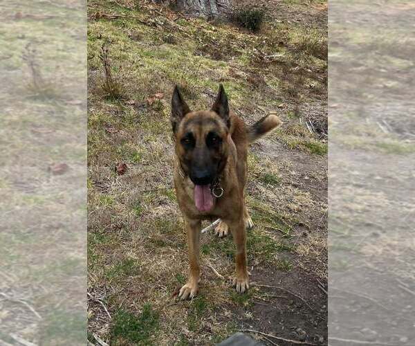 Medium Photo #2 German Shepherd Dog-Unknown Mix Puppy For Sale in Imlay City, MI, USA