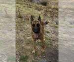 Small Photo #2 German Shepherd Dog-Unknown Mix Puppy For Sale in Imlay City, MI, USA