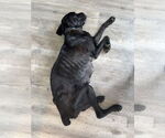 Small #12 Labrador Retriever Mix