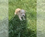 Puppy 4 Poodle (Miniature)-ShihPoo Mix