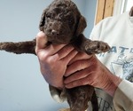 Puppy Puppy 5 Labradoodle