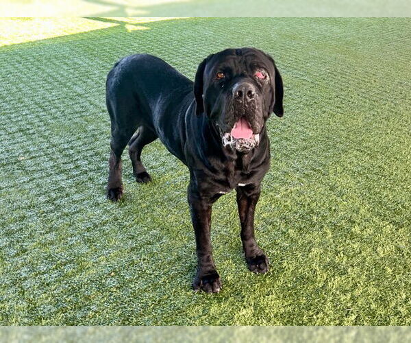 Medium Photo #2 Mutt Puppy For Sale in Pasadena, CA, USA