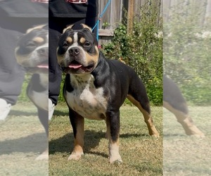 Father of the American Bully puppies born on 08/21/2026