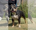 Small Photo #1 American Bully Puppy For Sale in FORT MITCHELL, AL, USA