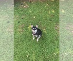 Small #9 Alaskan Klee Kai