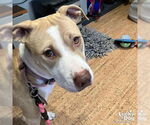 Small #4 Retriever  Mix