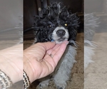 Small #3 Poodle (Toy)