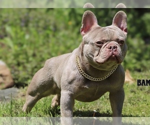 Father of the French Bulldog puppies born on 01/05/2024