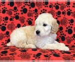 Small Goldendoodle