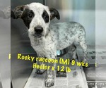 Small #3 Mutt