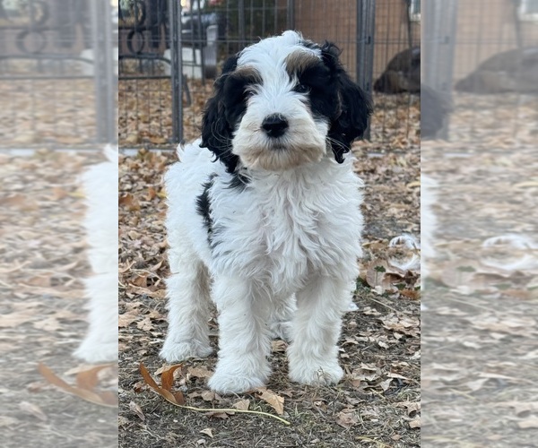 Medium Photo #15 Bernedoodle (Miniature) Puppy For Sale in LONGMONT, CO, USA