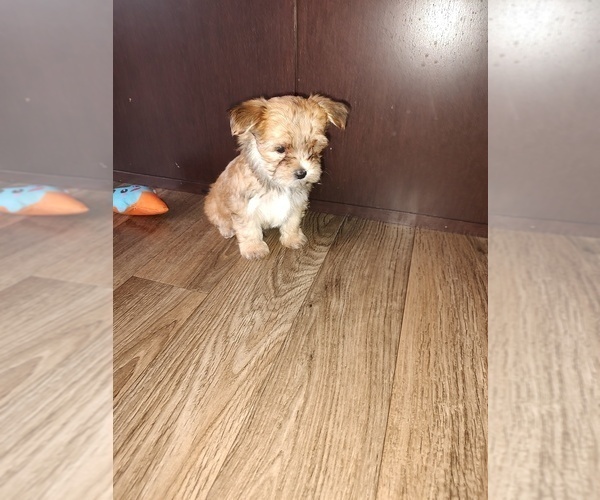 Medium Photo #8 Yorkshire Terrier Puppy For Sale in LAPEER, MI, USA