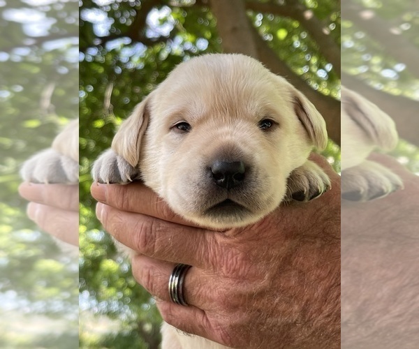 Medium Photo #9 Labrador Retriever Puppy For Sale in BROWNS VALLEY, CA, USA