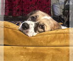 Small #6 Great Pyrenees