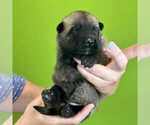 Puppy Meteor Belgian Malinois