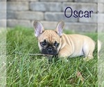 Small Photo #4 French Bulldog Puppy For Sale in COLUMBIA, MO, USA