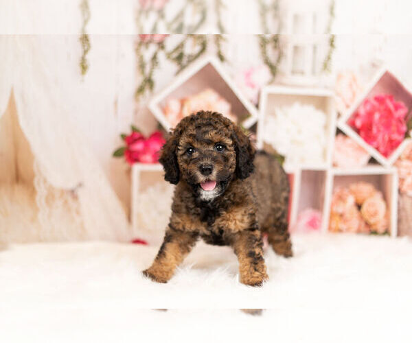 Medium Photo #4 Cocker Spaniel-Poodle (Miniature) Mix Puppy For Sale in WARSAW, IN, USA