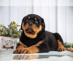 Small Photo #4 Rottweiler Puppy For Sale in BERNE, IN, USA