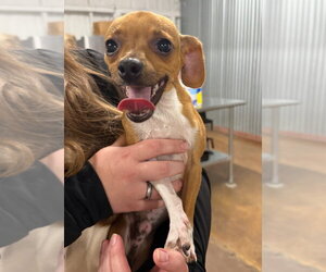 Chihuahua-Unknown Mix Dogs for adoption in Grafton, WI, USA