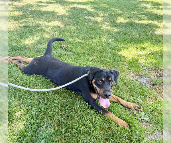 Medium Photo #3 Rottweiler-Unknown Mix Puppy For Sale in Rancho Cucamonga, CA, USA