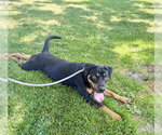 Small #2 Rottweiler Mix