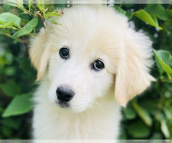 Medium Photo #2 Maremma Sheepdog Puppy For Sale in CONNEAUT, OH, USA