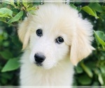 Small #1 Maremma Sheepdog