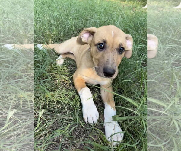 Medium Photo #13 Shepradors Puppy For Sale in McKinney, TX, USA