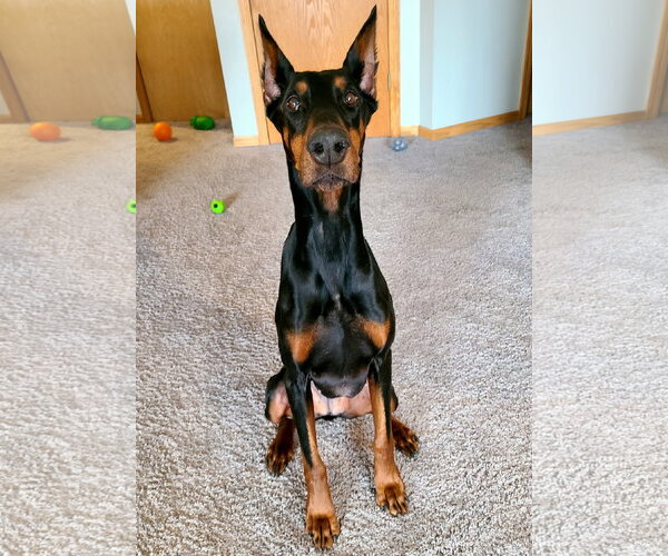 Medium Photo #13 Doberman Pinscher Puppy For Sale in Minneaoplis, MN, USA