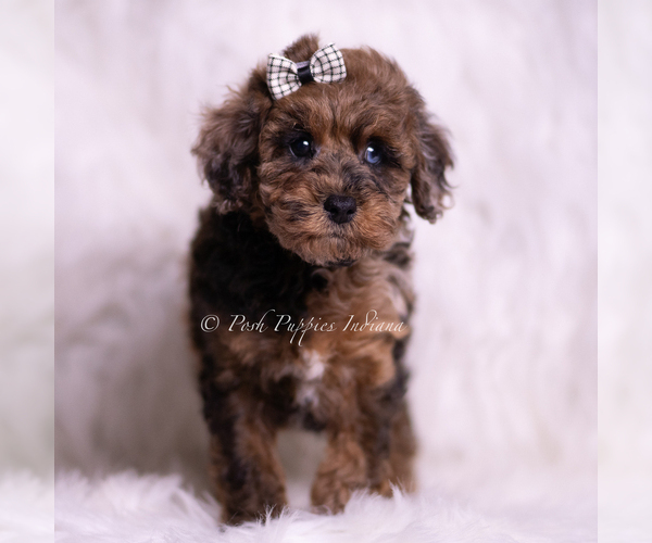 Medium Photo #4 Poodle (Toy) Puppy For Sale in WARSAW, IN, USA