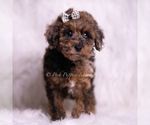 Small Photo #111 Poodle (Toy) Puppy For Sale in WARSAW, IN, USA