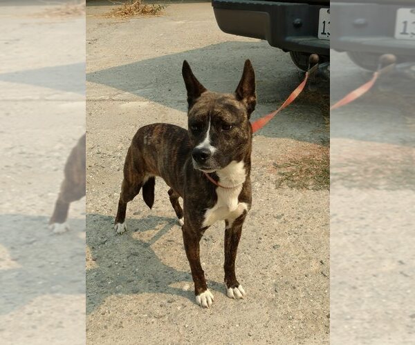 Medium Photo #14 Mutt Puppy For Sale in Chico, CA, USA