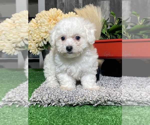 Medium Photo #1 Bichon Frise Puppy For Sale in CANOGA, NY, USA