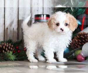 Cavapoo Puppy for sale in MOUNT VERNON, OH, USA