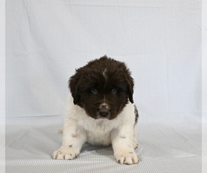 Newfoundland Puppy for sale in SUGARCREEK, OH, USA