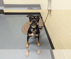 English Bullweiler Dogs for adoption in Denver, CO, USA