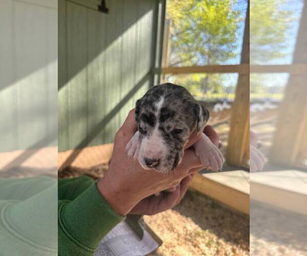 Medium Photo #8 Great Dane Puppy For Sale in CLAREMORE, OK, USA