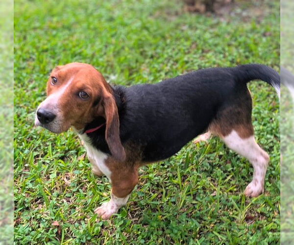 Medium Photo #9 Beagle Puppy For Sale in Dunnellon, FL, USA