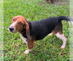 Small #8 Beagle
