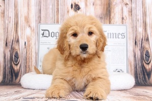 Medium Goldendoodle