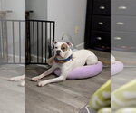 Small #13 American Staffordshire Terrier-Boxer Mix