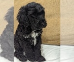Small Photo #4 Portuguese Water Dog Puppy For Sale in HAVERTOWN, PA, USA