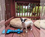Small #1 Chihuahua Mix