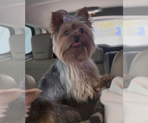 Father of the Yorkshire Terrier puppies born on 05/01/2025