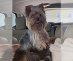 Small Photo #1 Yorkshire Terrier Puppy For Sale in LA PLATA, MD, USA