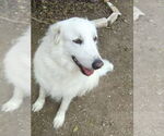 Small #2 Great Pyrenees