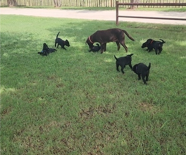 Medium Photo #1 Labrador Retriever Puppy For Sale in COMFORT, TX, USA