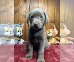 Small #1 Labrador Retriever