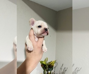 French Bulldog Puppy for sale in HOUSTON, TX, USA