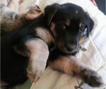 Small Photo #8 Goberian Puppy For Sale in LINCOLN, NE, USA